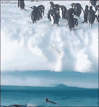 Pinguin ninja