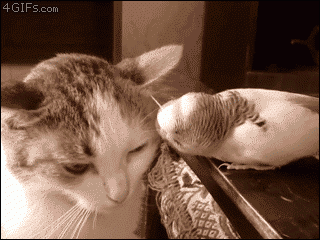 Amor pode existir com qualquer pessoa