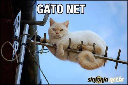 Gato net
